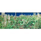 Jardins sauvages LX, de l'artiste Elyse Turbide, Acrylique sur toile, Dimension : Dimension : 24 x 60 pouces de largeur