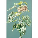 La fleur soleil, de l'artiste Elyse Turbide, Acrylique sur toile, Dimension : 24 x 16 pouces de largeur
