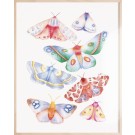 Affiche, -- Papillons colorés --, de l'artiste Katrinn Pelletier, Illustration, aquarelle, crayons de couleur, ..., dimension : 16 x 12 de largeur