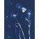 Murmure (Série Fleurs des champs) (t.encadré), de l'artiste Sophie Rozenn Boucher, Medium Cyanotype sur papier aquarelle, Cadre blanc, moulure et passe-partout, Création unique, Format de l'oeuvre : 14 x 11 pouces de largeur