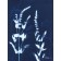 Regards croisés (Série Fleurs des champs) (t.encadré), de l'artiste Sophie Rozenn Boucher, Medium Cyanotype et prosca sur papier aquarelle, Cadre blanc, moulure et passe-partout, Création unique, Format de l'oeuvre : 12 x 9 pouces de largeur