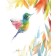 Affiche, --- Colibri ---, de l'artiste Sophie Rozenn Boucher, dimension : 10 x 8 pouces de largeur, affiche prête à être encadrée