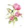 Affiche, --- Pivoines ---, de l'artiste Sophie Rozenn Boucher, dimension : 10 x 8 pouces de largeur, affiche prête à être encadrée