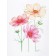 Carte de souhaits 5x4 po, -- Fleurs de cosmos --, de l'artiste Katrinn Pelletier, dimension : 5.5 x 4.25 pouces largeur, sans texte, avec enveloppe  Vous pouvez inscrire votre message à l'intérieur.  Carte vendue à l'unité