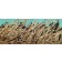 Jardins sauvages LI (triptyque), de l'artiste Elyse Turbide, Acrylique sur toile, Dimension : 24 x 56 pouces de largeur