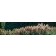 Jardins sauvages XLVI, de l'artiste Elyse Turbide, Acrylique sur toile, Dimension : 18 x 72 pouces de largeur