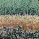 Jardins sauvages XXXVI, de l'artiste Elyse Turbide, Acrylique sur toile, Dimension : 36 x 36 pouces de largeur