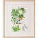 Affiche, -- Femme aux plantes --, de l'artiste Katrinn Pelletier, Illustration, aquarelle, crayons de couleur, ..., dimension : 10 x 8 po de largeur