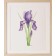 Affiche, -- Iris --, de l'artiste Katrinn Pelletier, Illustration, aquarelle, crayons de couleur, ..., dimension : 10 x 8 po de largeur