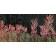 Jardins sauvages L, de l'artiste Elyse Turbide, Acrylique sur toile, Dimension : 30 x 60 po de largeur