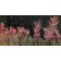 Jardins sauvages L, de l'artiste Elyse Turbide, Acrylique sur toile, Dimension : 30 x 60 pouces de largeur