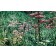 Jardins sauvages LIII, de l'artiste Elyse Turbide, Acrylique sur toile, Dimension : 30 x 48 po de largeur