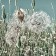 Jardins sauvages LXXVI, de l'artiste Elyse Turbide, Acrylique sur toile, Dimension : 36 x 36 pouces de largeur