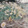 Jardins sauvages LXXXIV, de l'artiste Elyse Turbide, Acrylique sur toile, Dimension : 30 x 30 pouces de largeur
