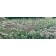 Jardins sauvages XCII, de l'artiste Elyse Turbide, Acrylique sur toile, Dimension : 24 x 60 pouces de largeur
