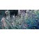 Jardins sauvages LXXXVIII, de l'artiste Elyse Turbide, Acrylique sur toile, Dimension : 24 x 48 pouces de largeur