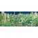 Jardins sauvages LX, de l'artiste Elyse Turbide, Acrylique sur toile, Dimension : Dimension : 24 x 60 pouces de largeur